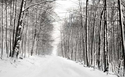 Picture of A SNOWY WALK III