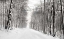 Picture of A SNOWY WALK III