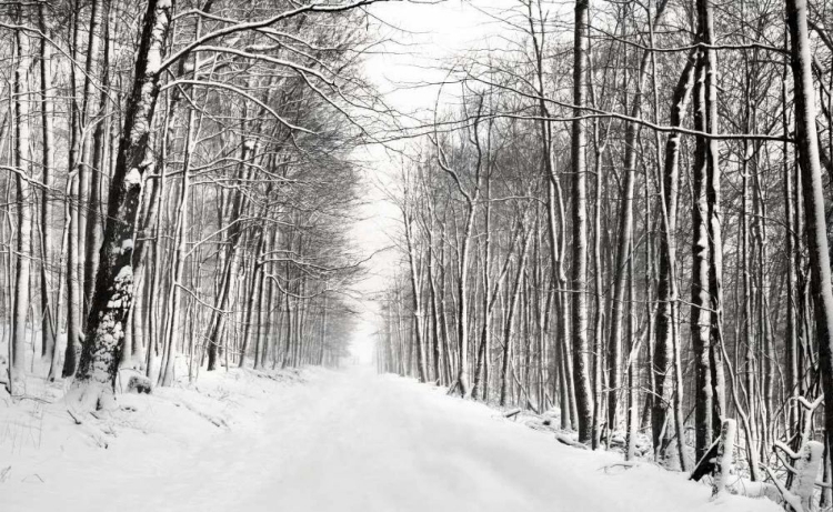 Picture of A SNOWY WALK III
