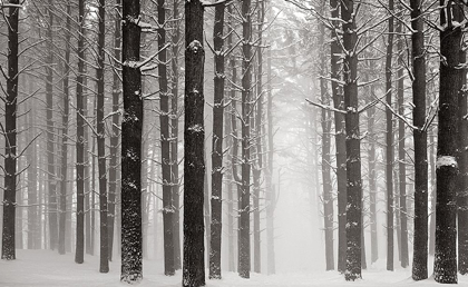 Picture of A SNOWY WALK V