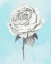 Picture of GRAPHITE ROSE IV