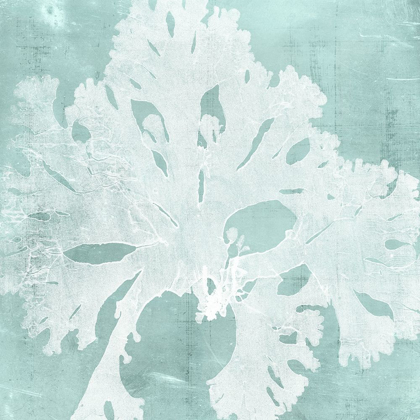 Picture of SEAWEED ON AQUA V