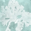 Picture of SEAWEED ON AQUA V