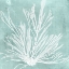 Picture of SEAWEED ON AQUA IX