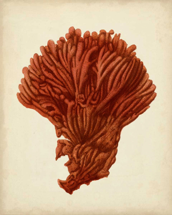Picture of ANTIQUE RED CORAL I