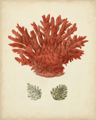 Picture of ANTIQUE RED CORAL III