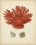Picture of ANTIQUE RED CORAL III