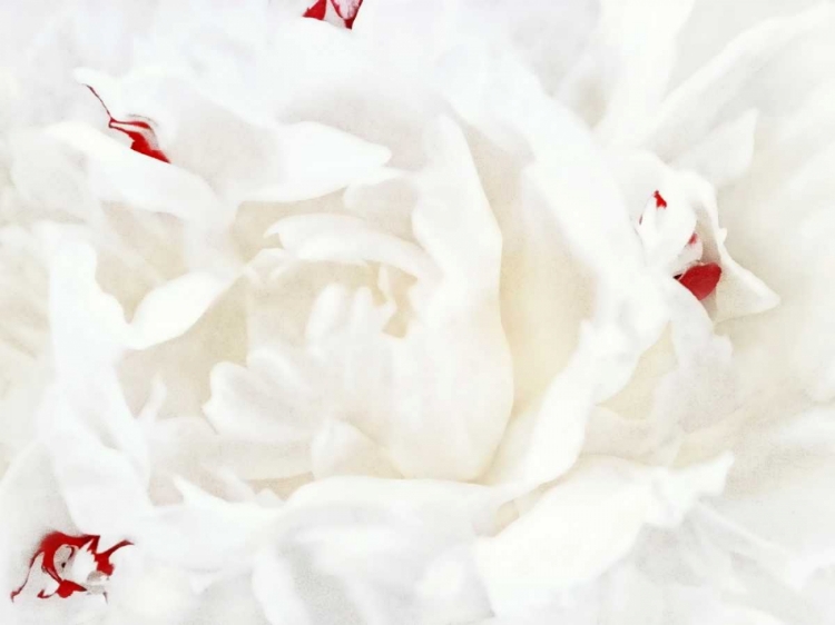 Picture of WHITE LINEN PEONY I
