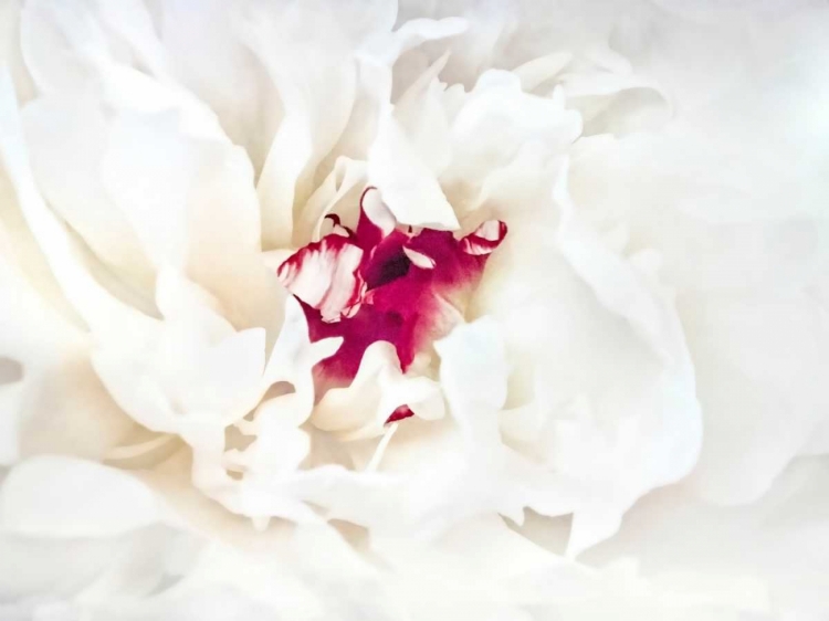 Picture of WHITE LINEN PEONY II