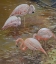 Picture of PINK PASSION