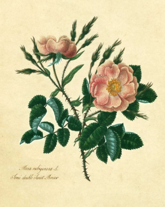 Picture of SWEET BRIAR ROSE