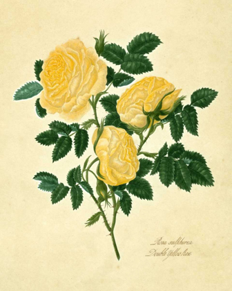 Picture of DOUBLE YELLOW ROSE