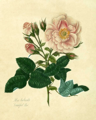 Picture of FRANKFORT ROSE