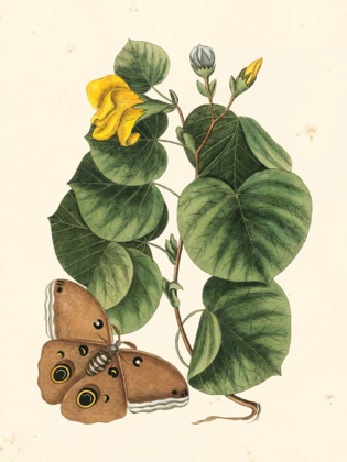 Picture of CATESBY BUTTERFLY AND BOTANICAL I