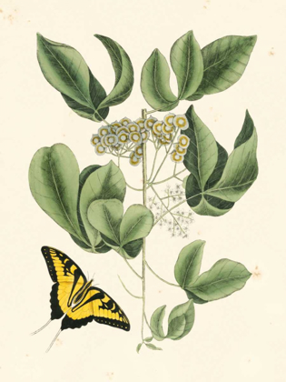 Picture of NON-EMBELLISHED CATESBY BUTTERFLY AND BOTANICAL II