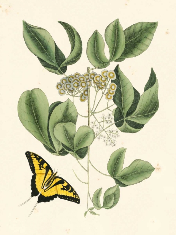 Picture of NON-EMBELLISHED CATESBY BUTTERFLY AND BOTANICAL II