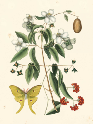 Picture of CATESBY BUTTERFLY AND BOTANICAL III
