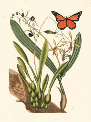 Picture of CATESBY BUTTERFLY AND BOTANICAL IV