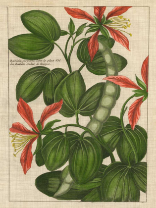 Picture of BOTANICAL STUDY ON LINEN VI