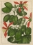 Picture of BOTANICAL STUDY ON LINEN VI