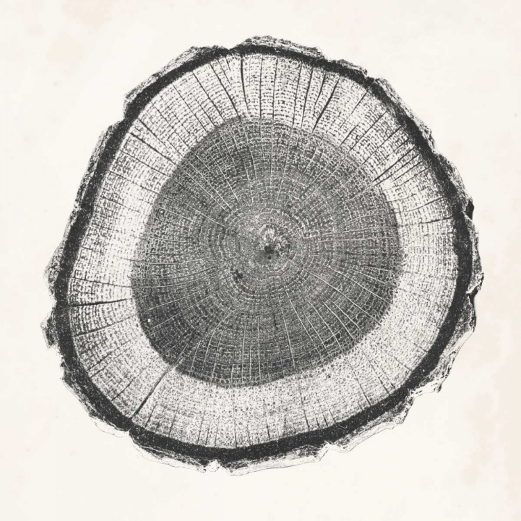 Picture of TREE RING II
