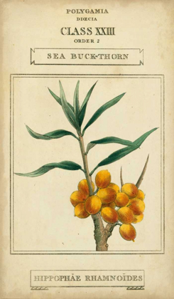 Picture of LINNAEAN BOTANY III