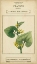 Picture of LINNAEAN BOTANY V