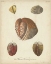 Picture of ANTIQUE KNORR SHELLS II