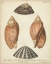 Picture of ANTIQUE KNORR SHELLS V