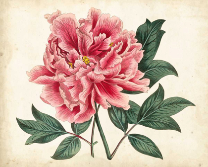 Picture of PEONY GARDEN I