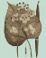 Picture of FLOWERING TREES II