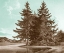 Picture of SERENE TREES III
