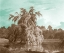 Picture of SERENE TREES V
