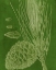 Picture of MODERN PINE I