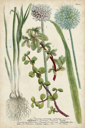 Picture of ALLIUM