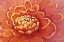 Picture of MICRO FLORAL II