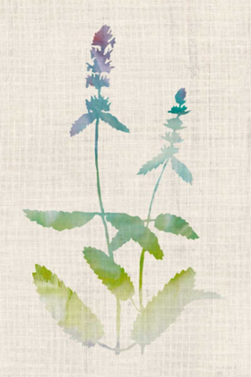 Picture of WATERCOLOR PLANTS IV
