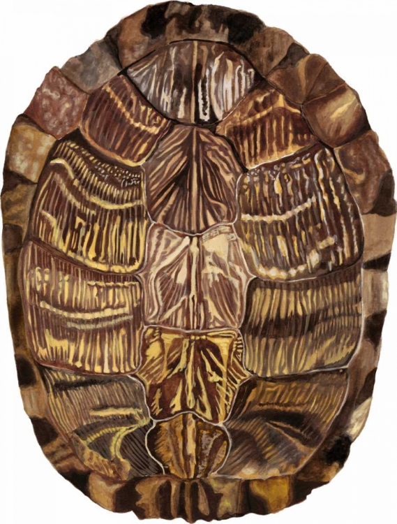 Picture of TORTOISE SHELL DETAIL I