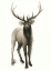 Picture of MAJESTIC WILDLIFE II