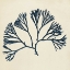Picture of COASTAL SEAWEED VI