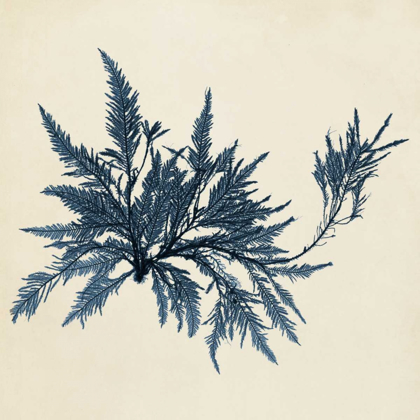 Picture of COASTAL SEAWEED VII