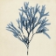 Picture of COASTAL SEAWEED VIII