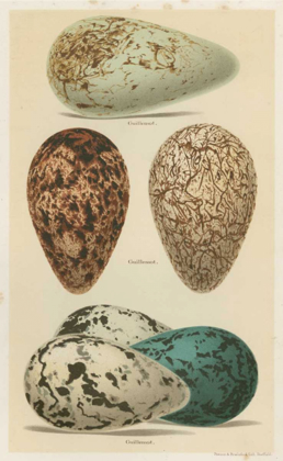 Picture of ANTIQUE BIRD EGG STUDY I