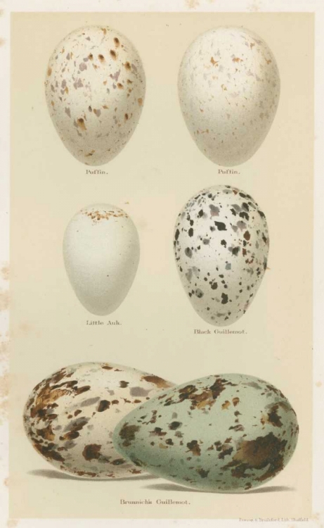 Picture of ANTIQUE BIRD EGG STUDY II