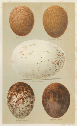 Picture of ANTIQUE BIRD EGG STUDY III