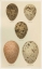 Picture of ANTIQUE BIRD EGG STUDY IV