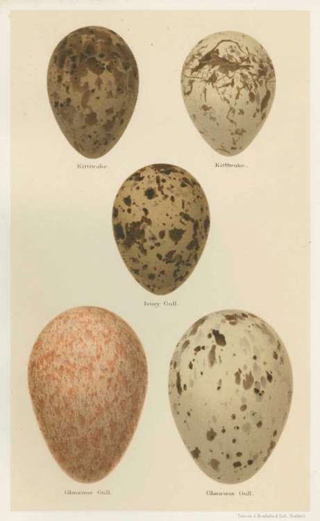 Picture of ANTIQUE BIRD EGG STUDY IV