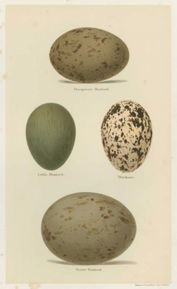 Picture of ANTIQUE BIRD EGG STUDY V