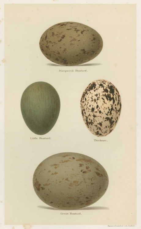 Picture of ANTIQUE BIRD EGG STUDY V