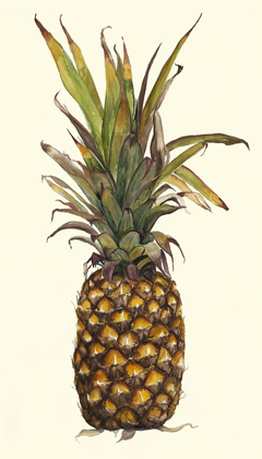 Picture of PINEAPPLE STUDY II (ASH)